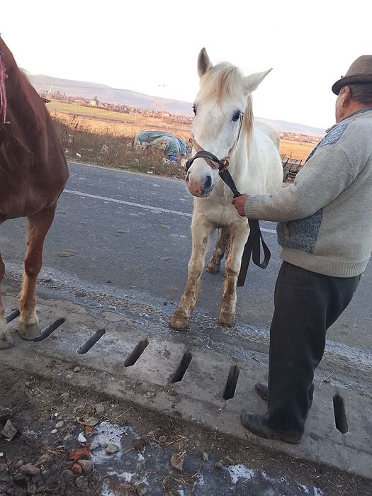 Un cal de cinci anișori băieți garantat în căruță 1 2 1 65 din înalt