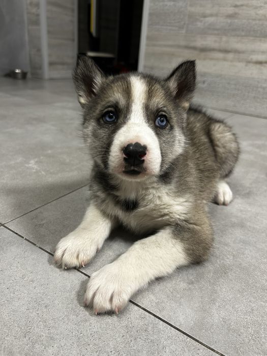 Хаски,2 месяца,голубоглазый