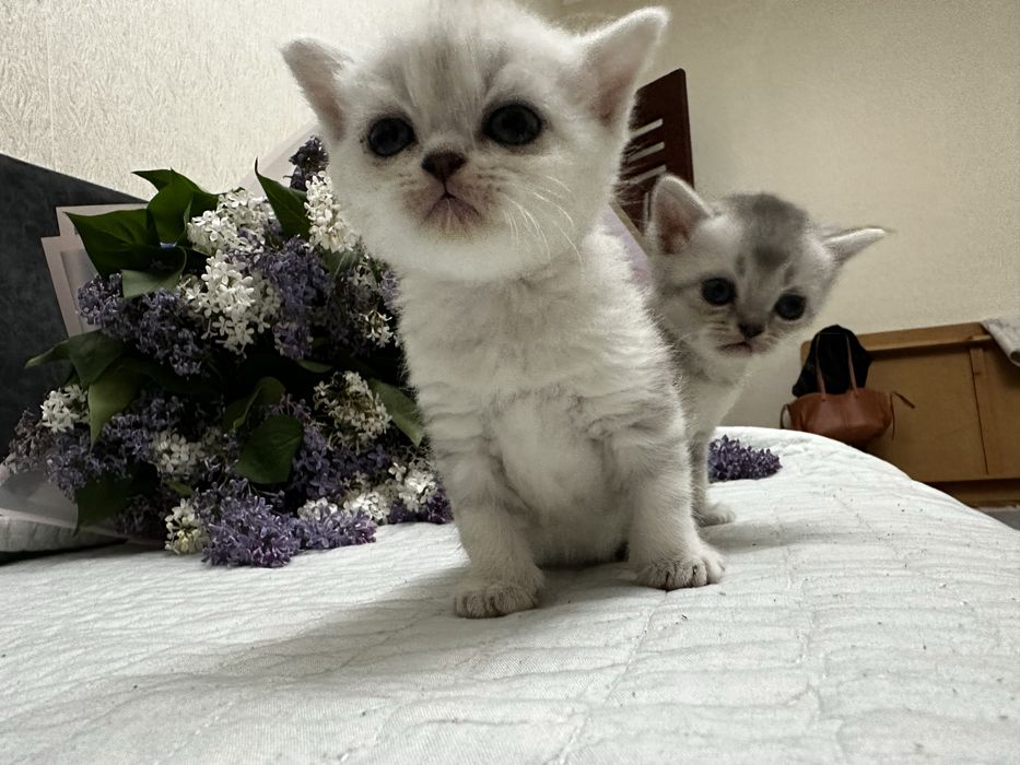 Продам Котят шотландский и шиншилла