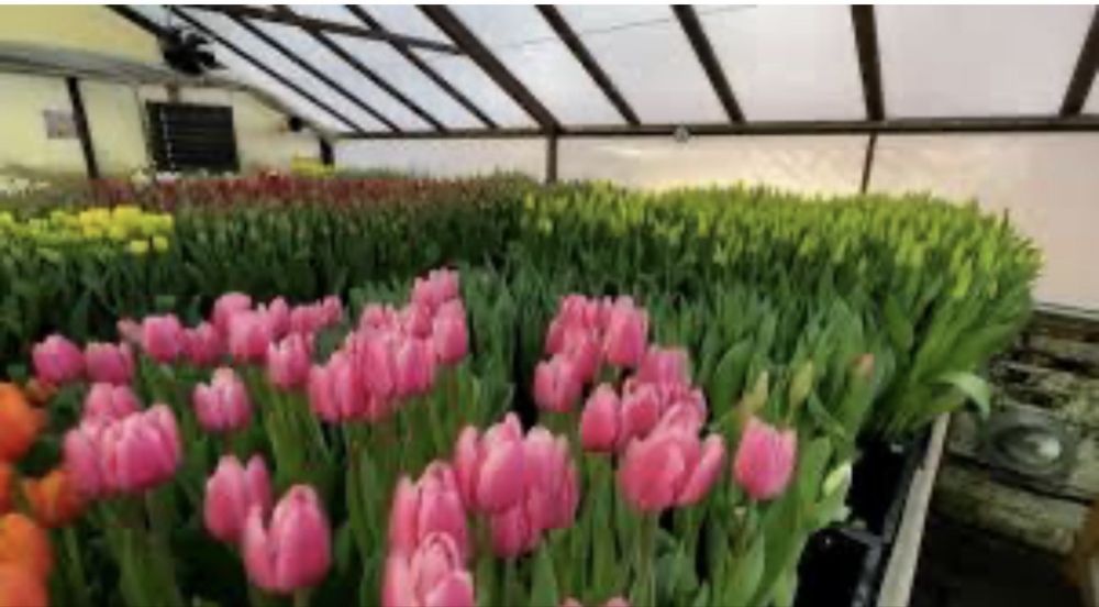 Тюльпаны из парника