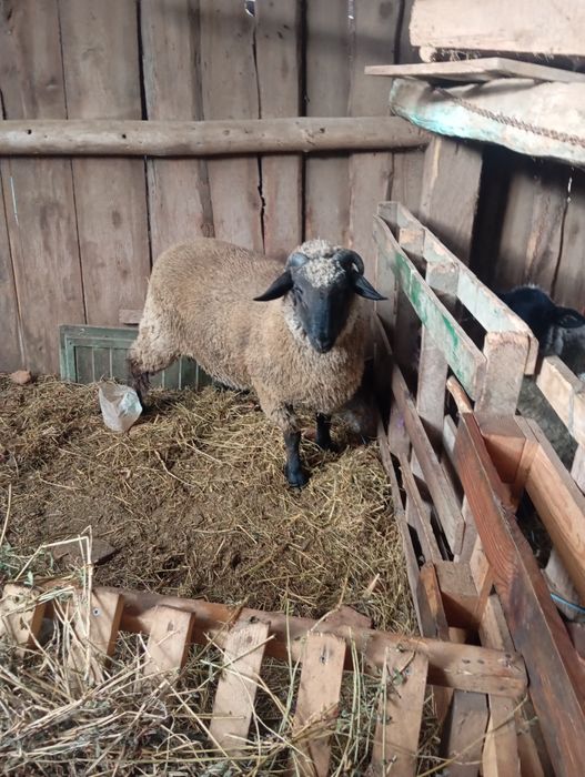 Vând sau schimb berbec metis sulfok