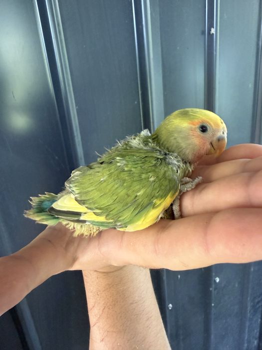 Papagali agapornis pui si adulti amorezi agaponis