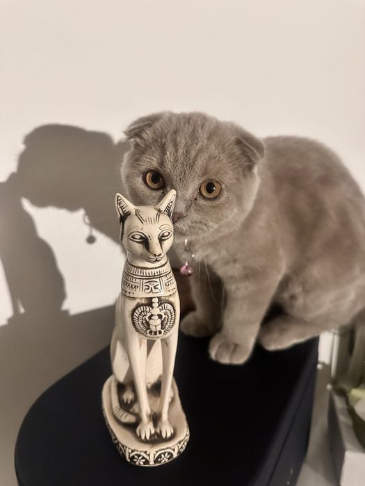 Скотиш вислоухая кошка самка