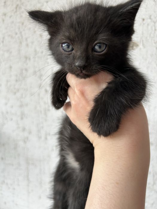 Отдаю котят в хорошие руки