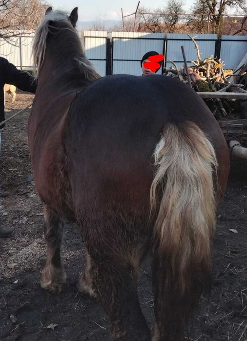 De vanzare manz de doi ani