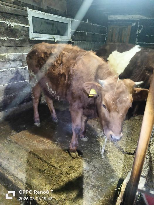 Продаю Быков и тёлок