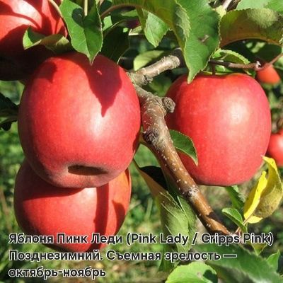 Саженцы плодовых деревьев