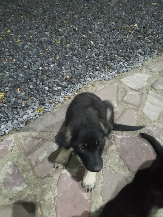 Продаются щенки овчарка