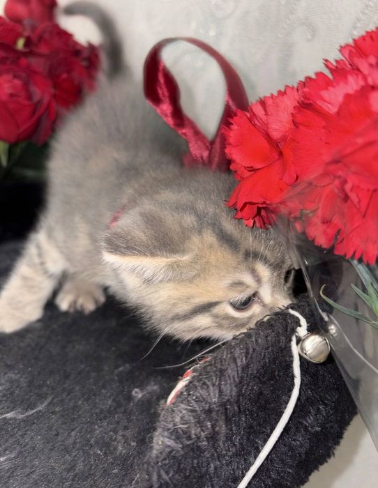 Котёнок Мальчик 1,5 мес
