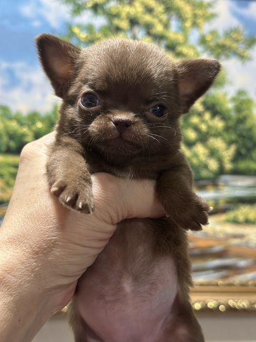 Девочки чихуахуа в шикарном современном типе