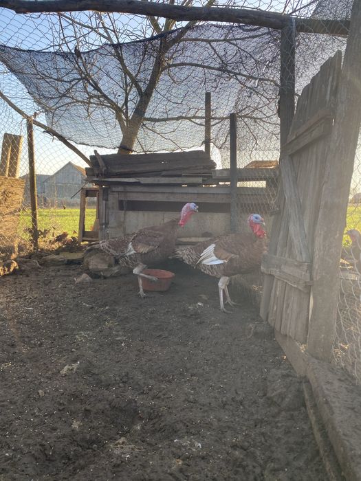 vand curcani frumosi si mari