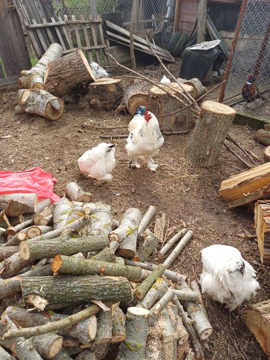 Pasari de rasa si iepuri