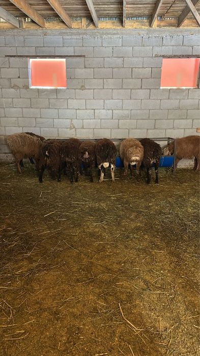 Бараны оптом  количесство 24