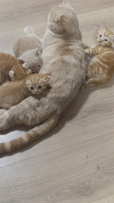 Породистые котята