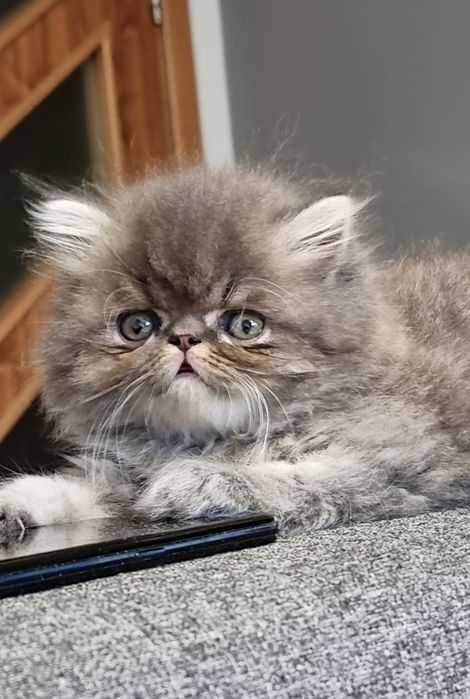 Персийски котета родени на 23.05.26г.