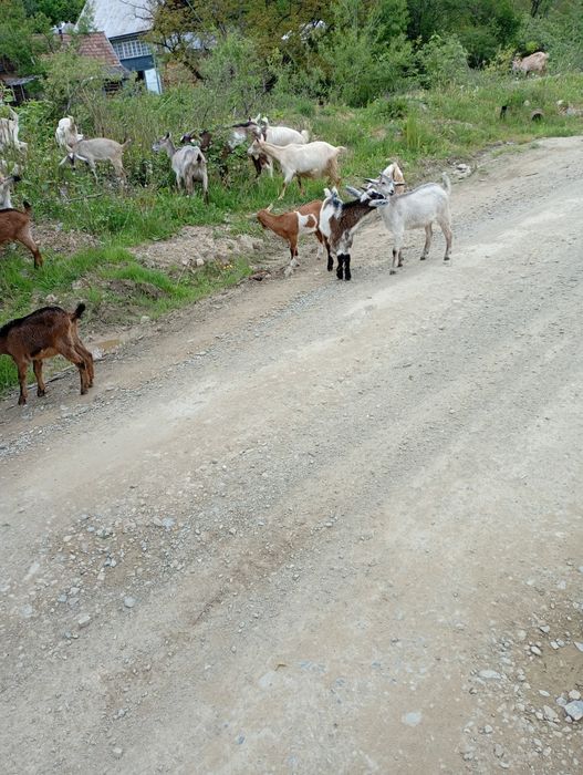 Ieduti de vanzare