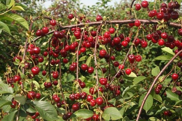 Pomi Fructiferi Străvechi Glia Strămoșească (Soiuri De Visin )