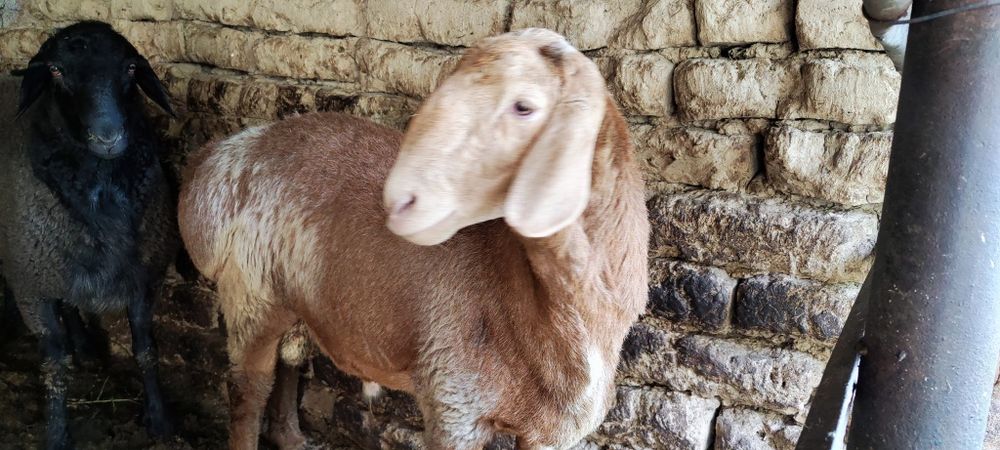 Уйда боқилган қўй қўчқорлар сотилади Uyda boqilgan qo‘y qo‘chqorlar so