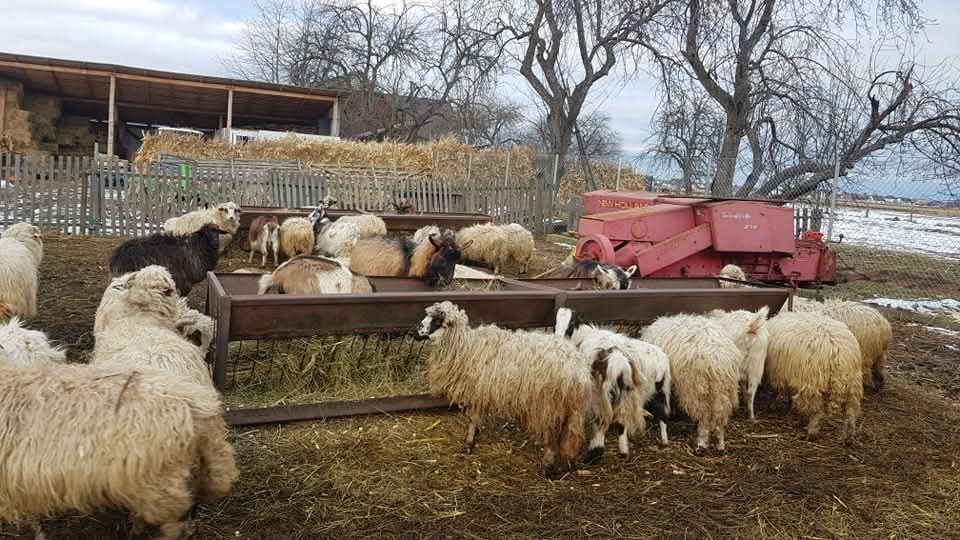 100 de oi si capre la un loc