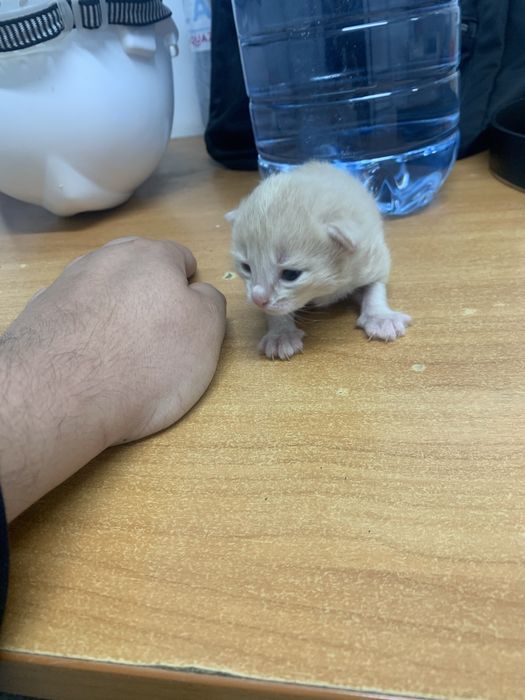 Котенка в добрые руки