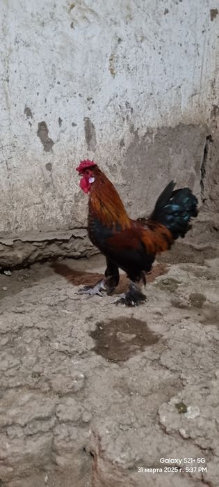 Xitayiski xoʻrozla sotladi