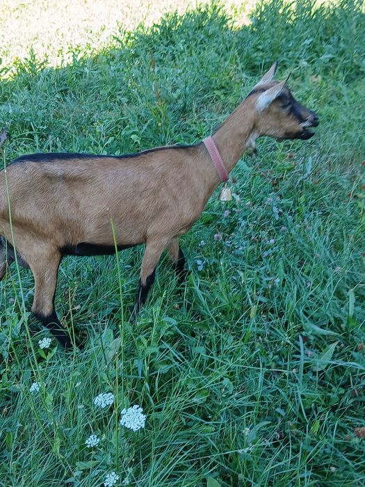 Capre alpina franceza de vânzare tinere