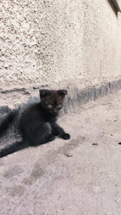 Кошки шотландские  2 месяца