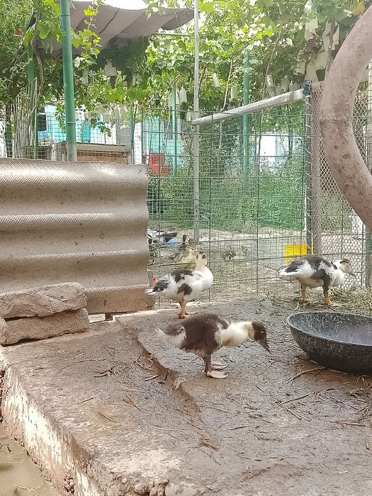 Indoutka joʻjalari sotiladi