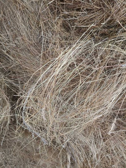 Сено житняк 10.000