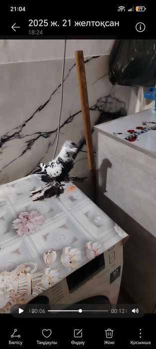 Голуби тараз двух чуби