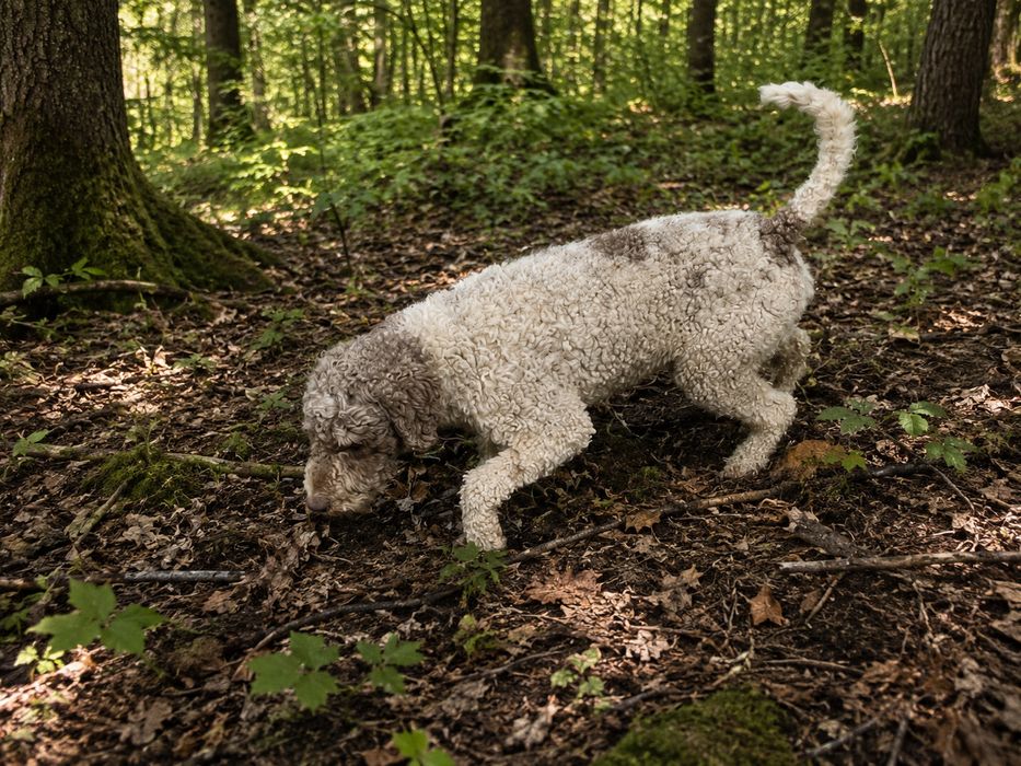 Lagotto Romagnolo