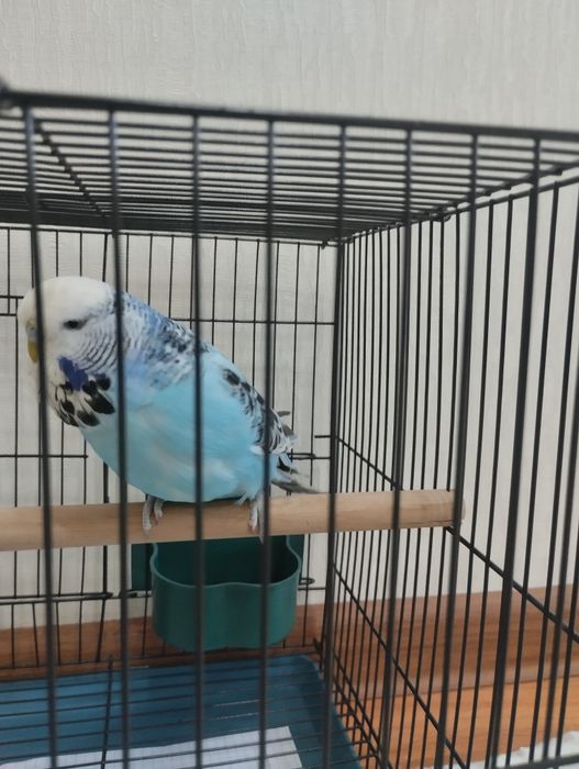 Попугай Андукв самец+ клетка новая