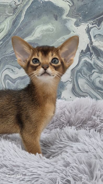 Абиссинские котята