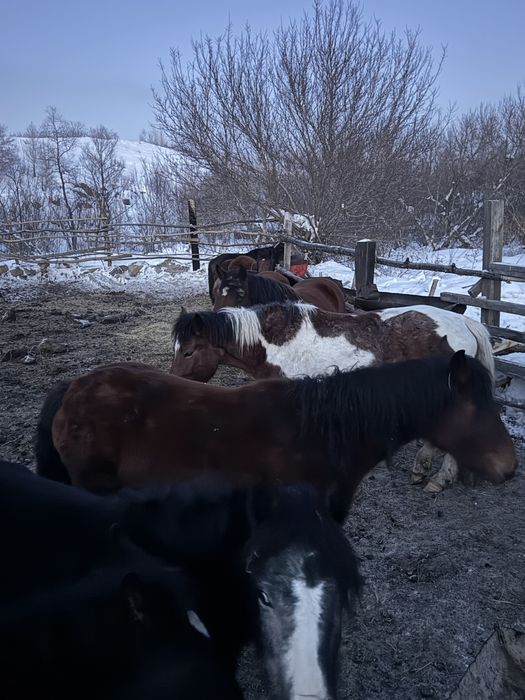 Продам лошодей кобыл