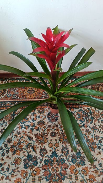 Красивая Гузмания