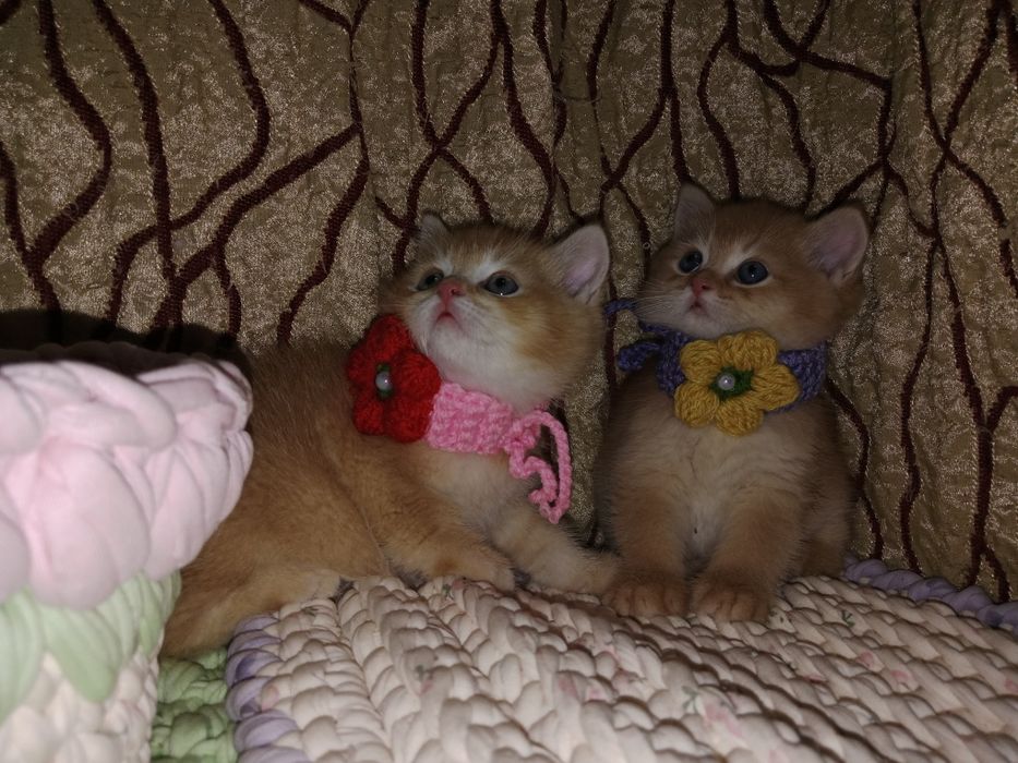 Остался один котёнок - солнышко