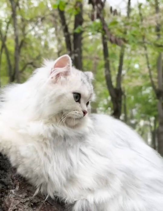 Вязка чистокровный длинношёрстный британец