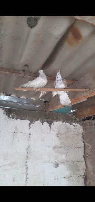 Голуби маладые пацан и девочка