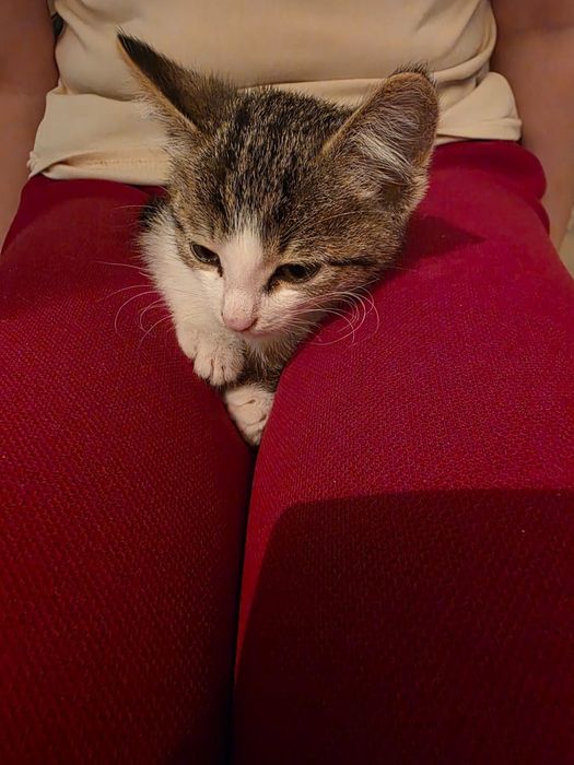 Котёнок мальчик в добрые руки