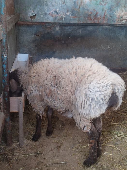 Кошкар на племя домашний