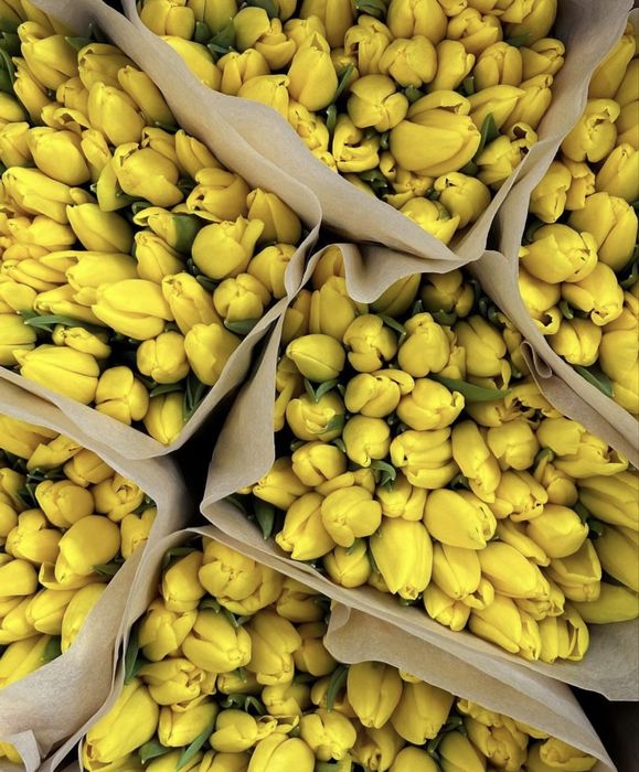 Тюльпаны корпоративные | 700 | Костанай