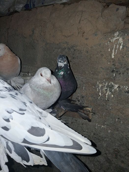 Голуби тасманы 5000тыс