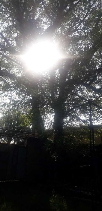 ёнгок дарахти сотилади