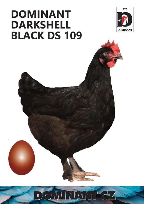 Новопронесли кокошки носачки, снасящи цветни яйца 6  МЕСЕЧНИ