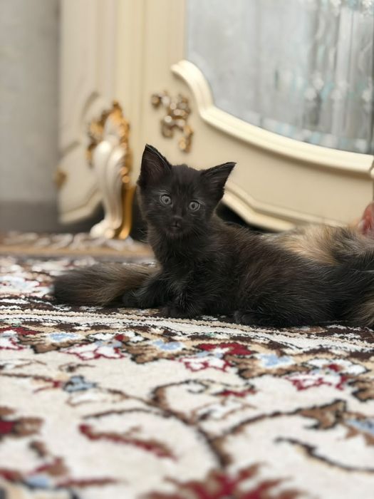 Породистые котята