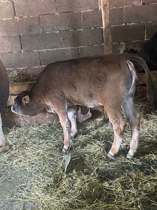 Vand junca cu vitica