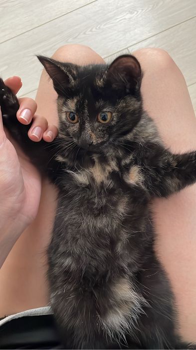 Котёнок девочка ищет дом