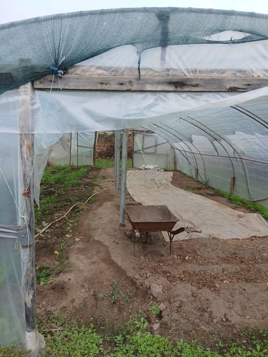 Оранжерия 10 мдълж