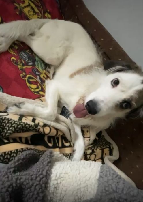 Пристраиваю доброго песика