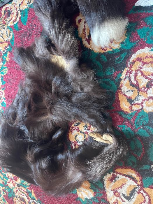 Натуральный шкура лисы